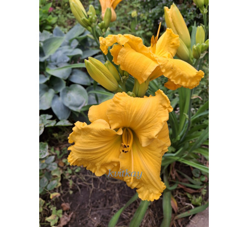 Лілейник, гемерокаліс Білл Норріс (HEMEROCALLIS  Bill Norris)